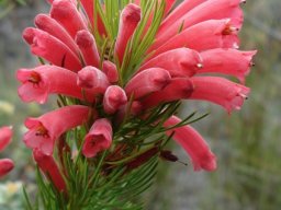 Erica vestita floral features